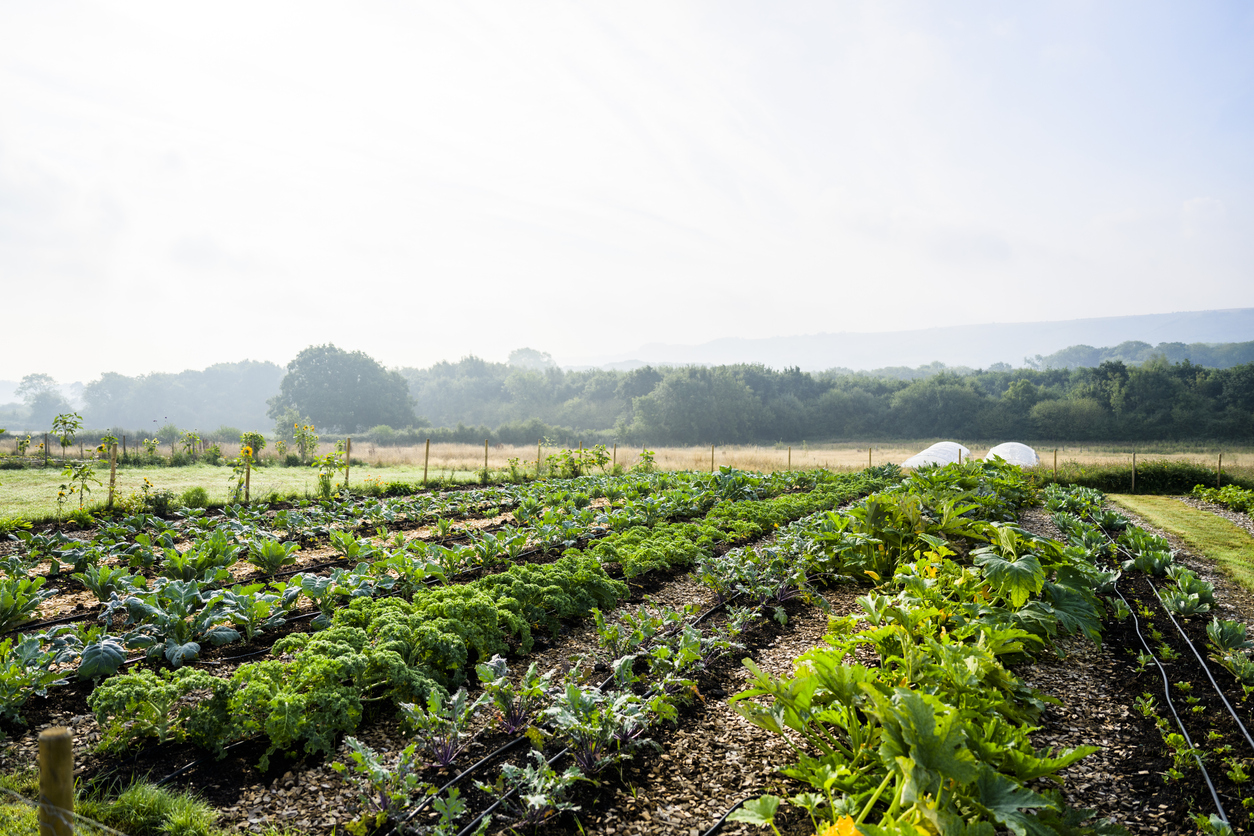 regenerative agriculture