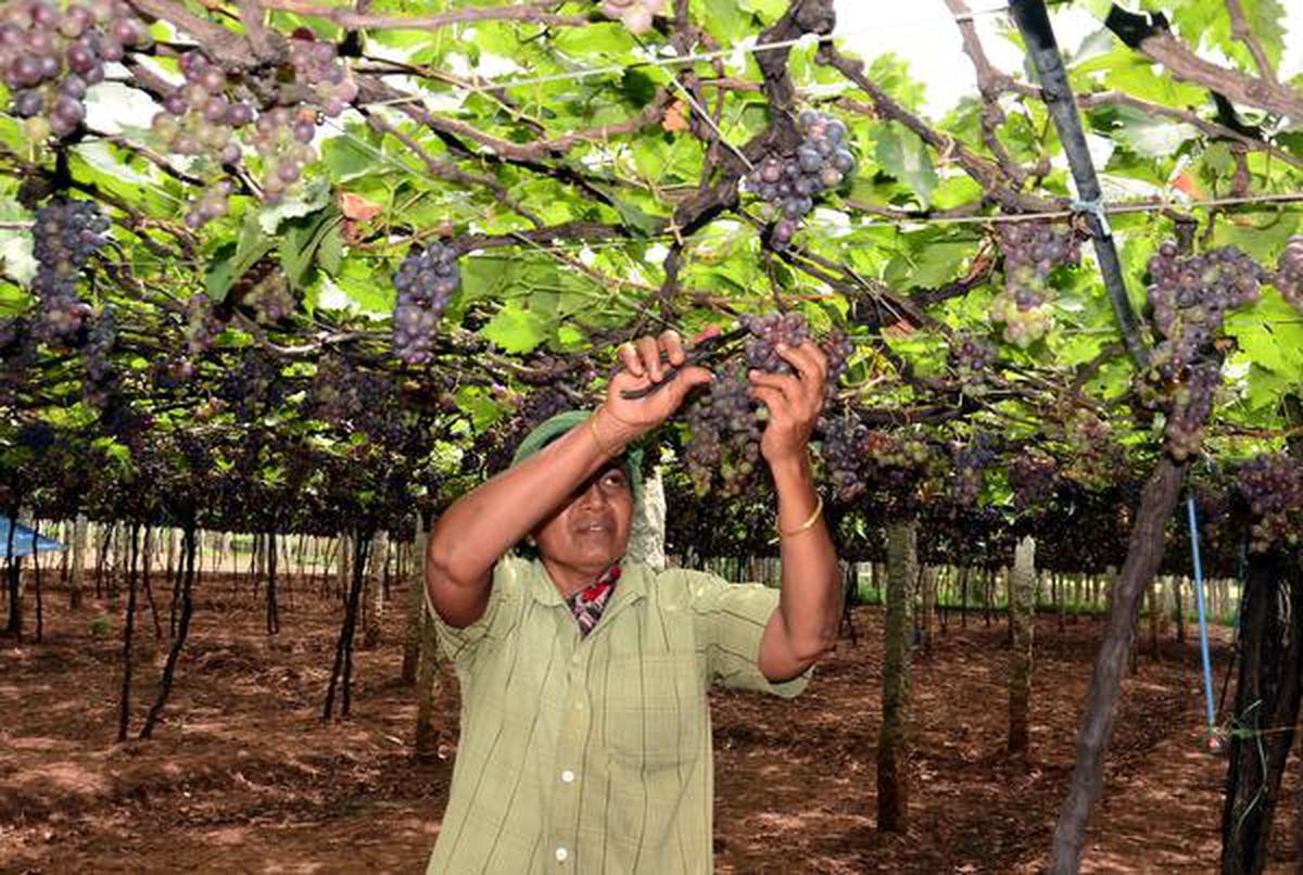 to grow grapes in India need good weather