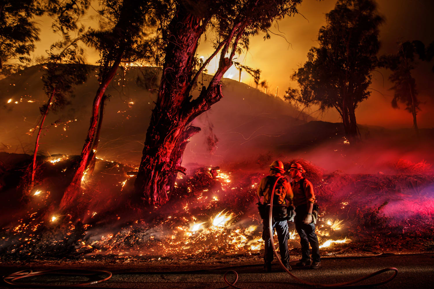 Los Angeles wildfires destroy avocado trees