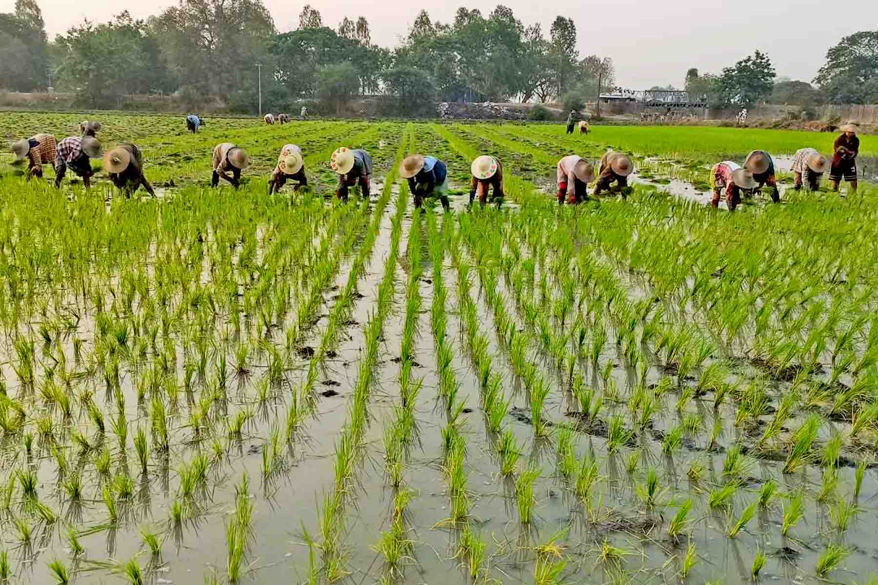 Rice cultivation in (ASEAN)