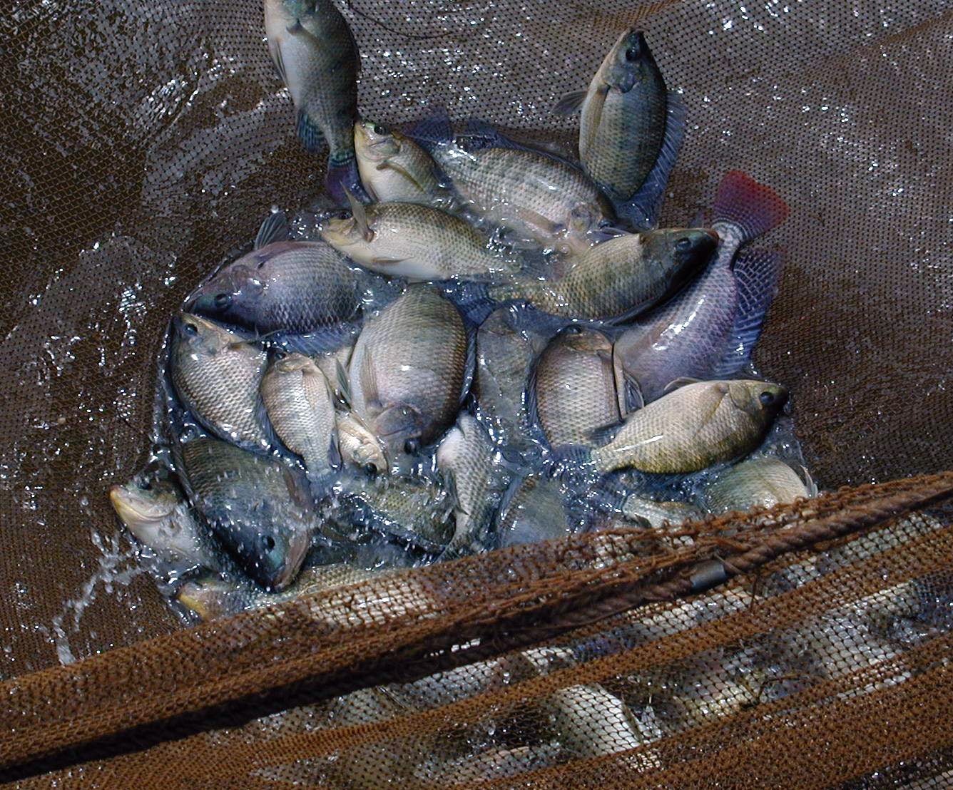 farming tilapia in Egypt