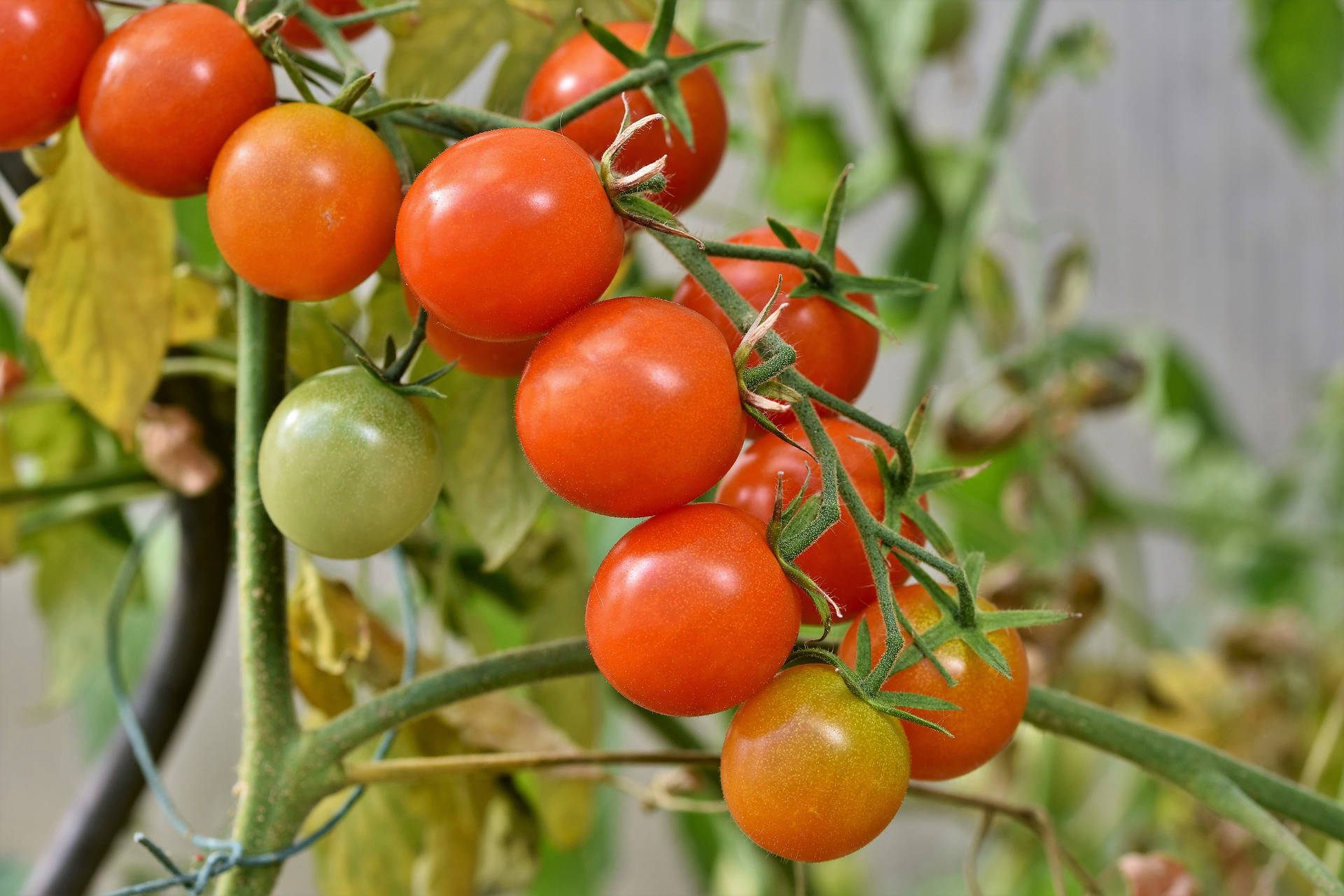 Tomatoes in Egypt