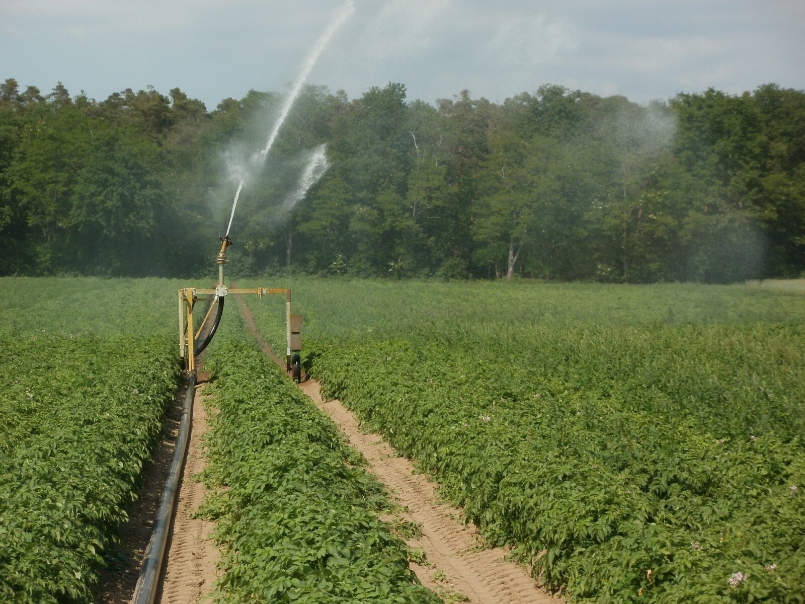 Second Uganda-Egypt Joint Model Farm with an area of 10 km