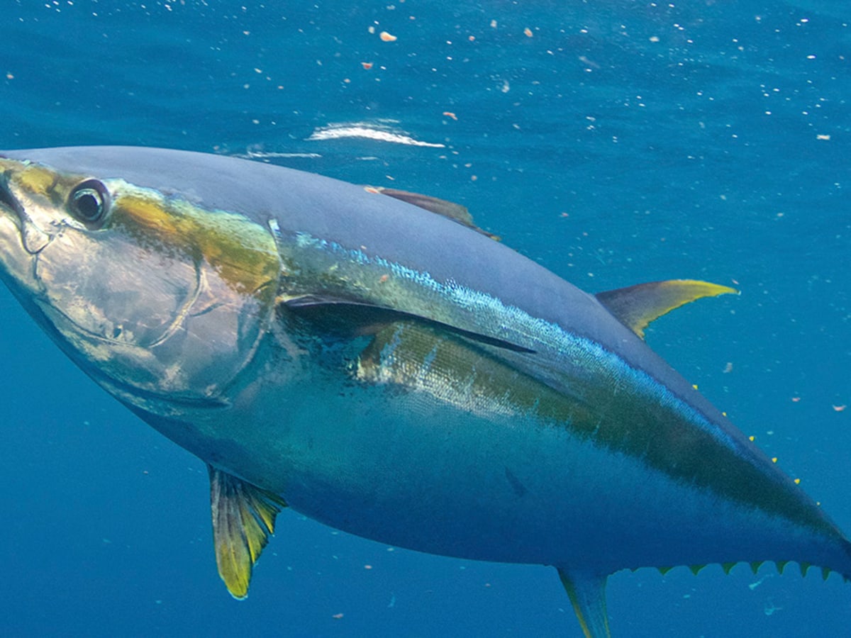 Yellowfin tuna
