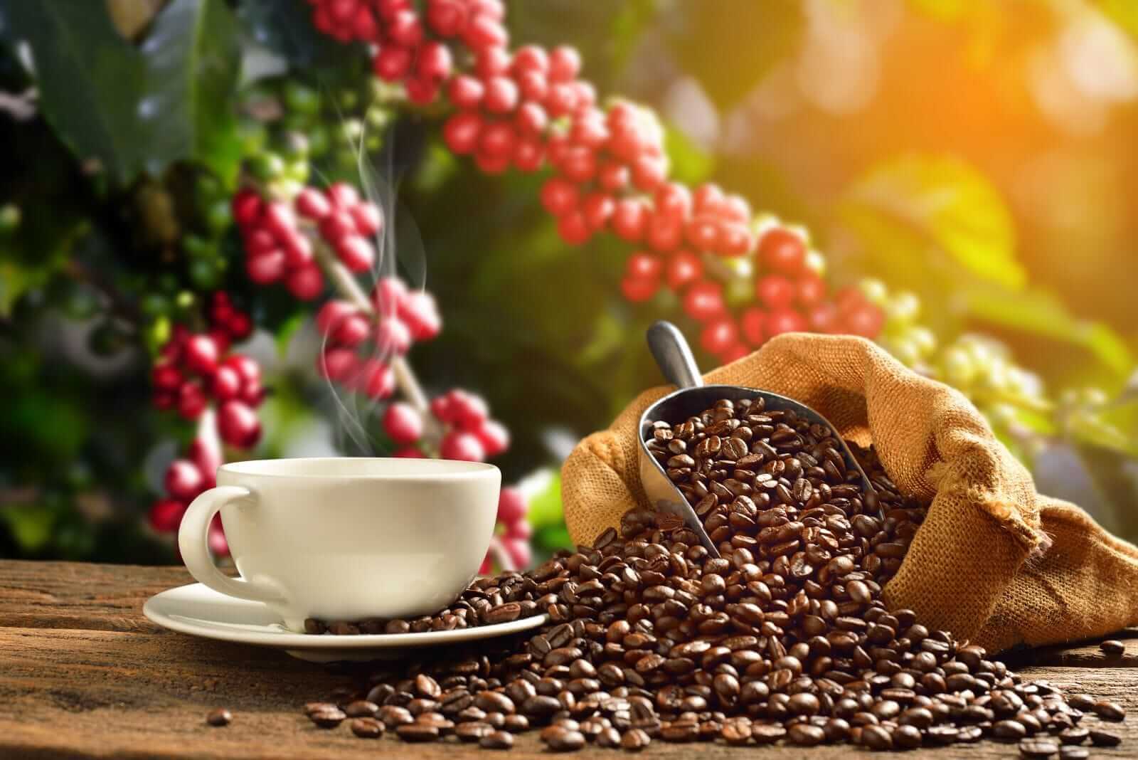 Coffee prices to go high