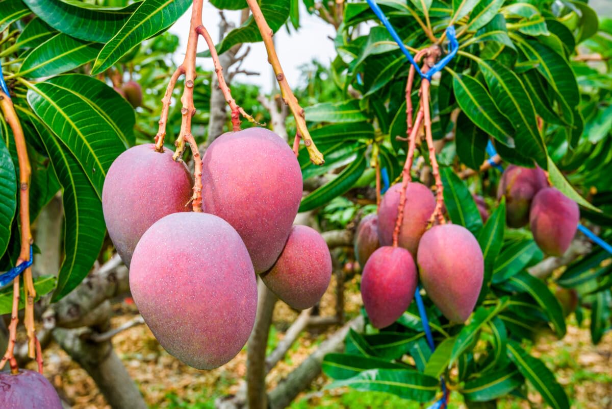 Mango farmers face climate change