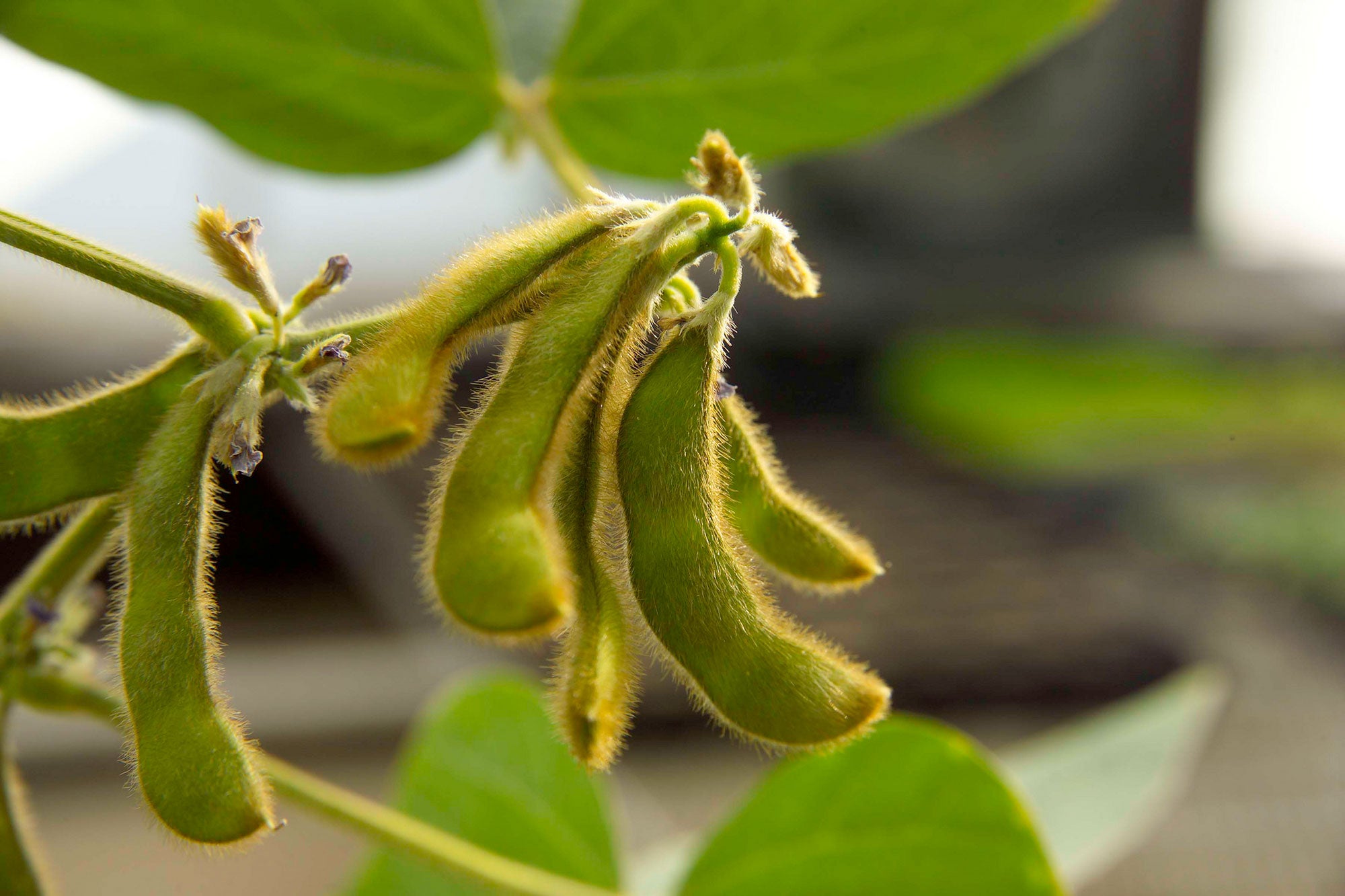 food crops are threaten