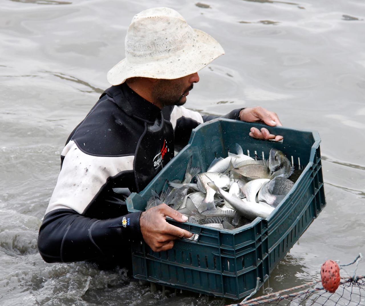 The aquaculture sector in Egypt faces many challenges