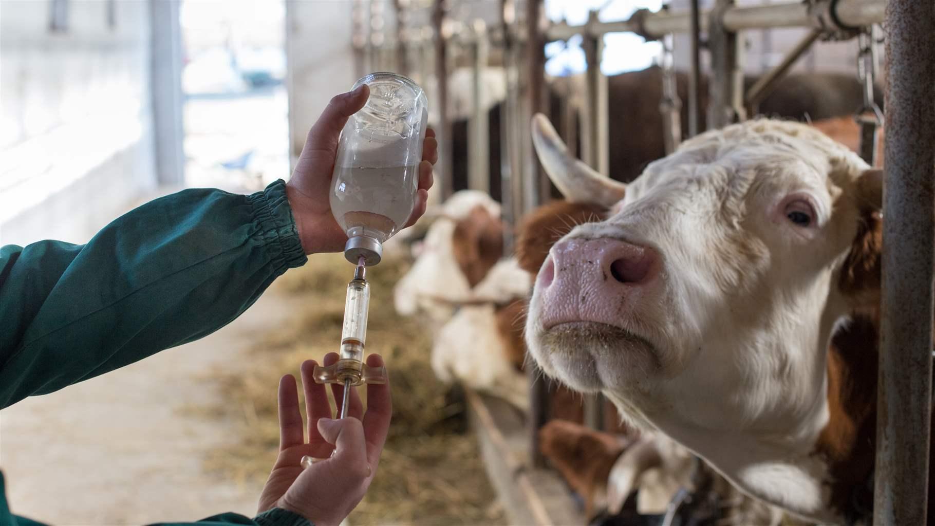 livestock antibiotic use