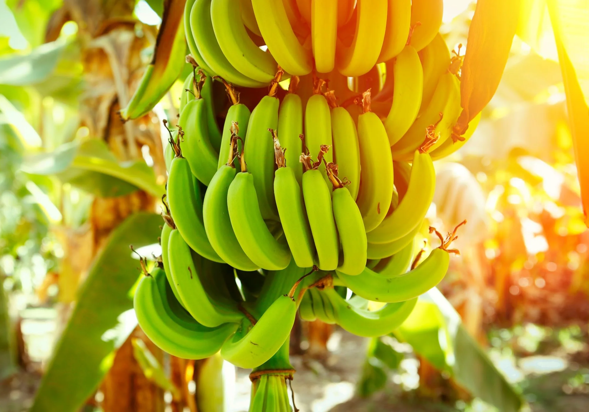 Banana-growing lands face climate risks