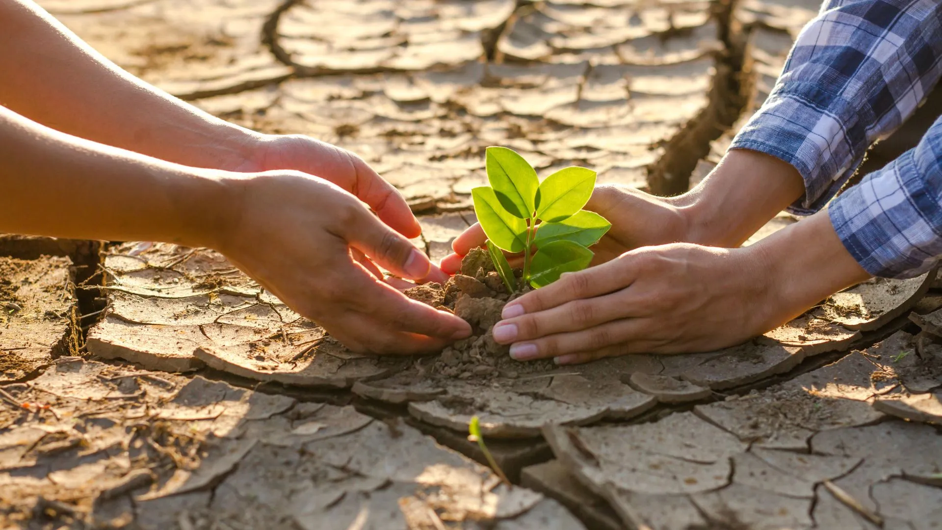 FAO wins award in Zimbabwe