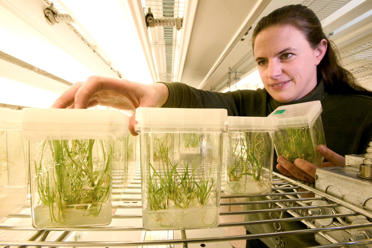 One of Plant genebanks