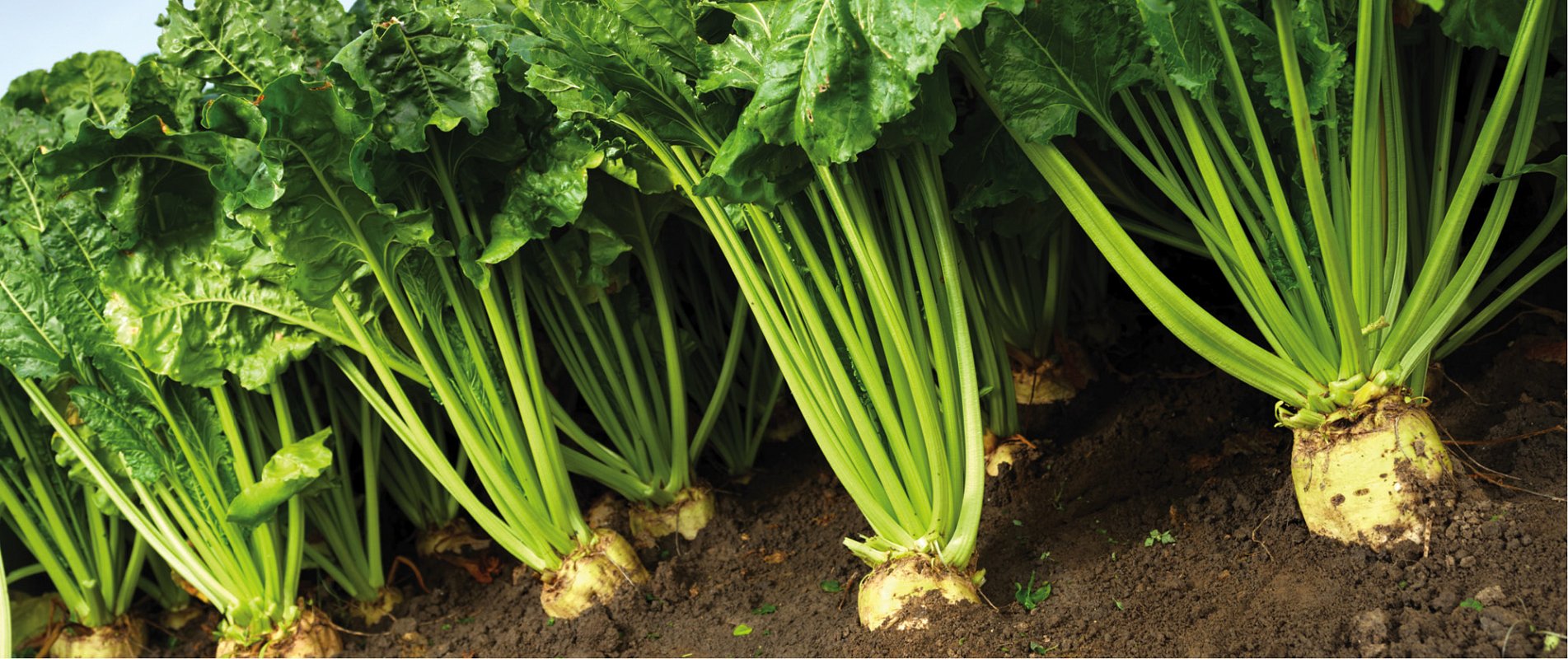 gene editing increases the crop productivity