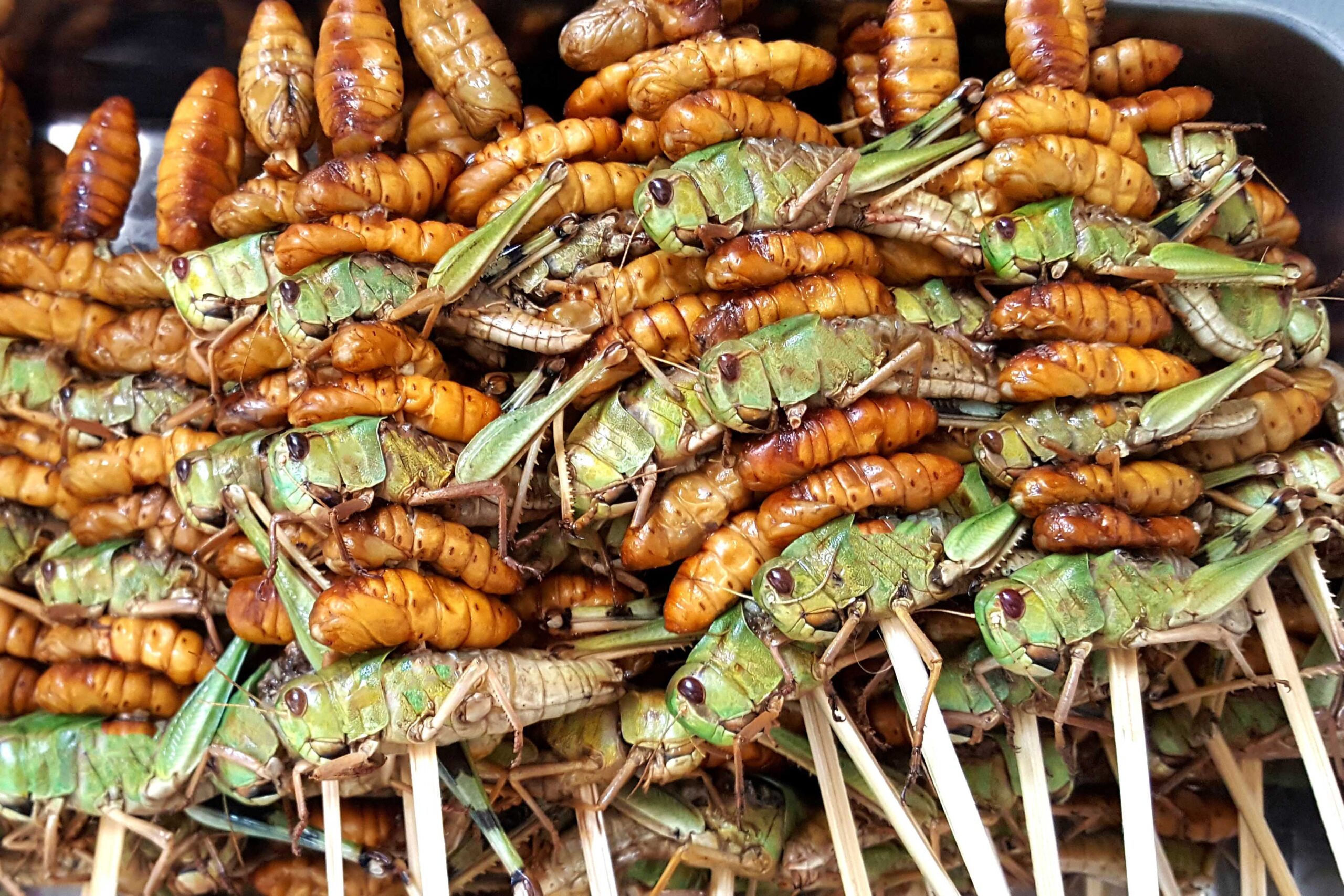 Edible insects