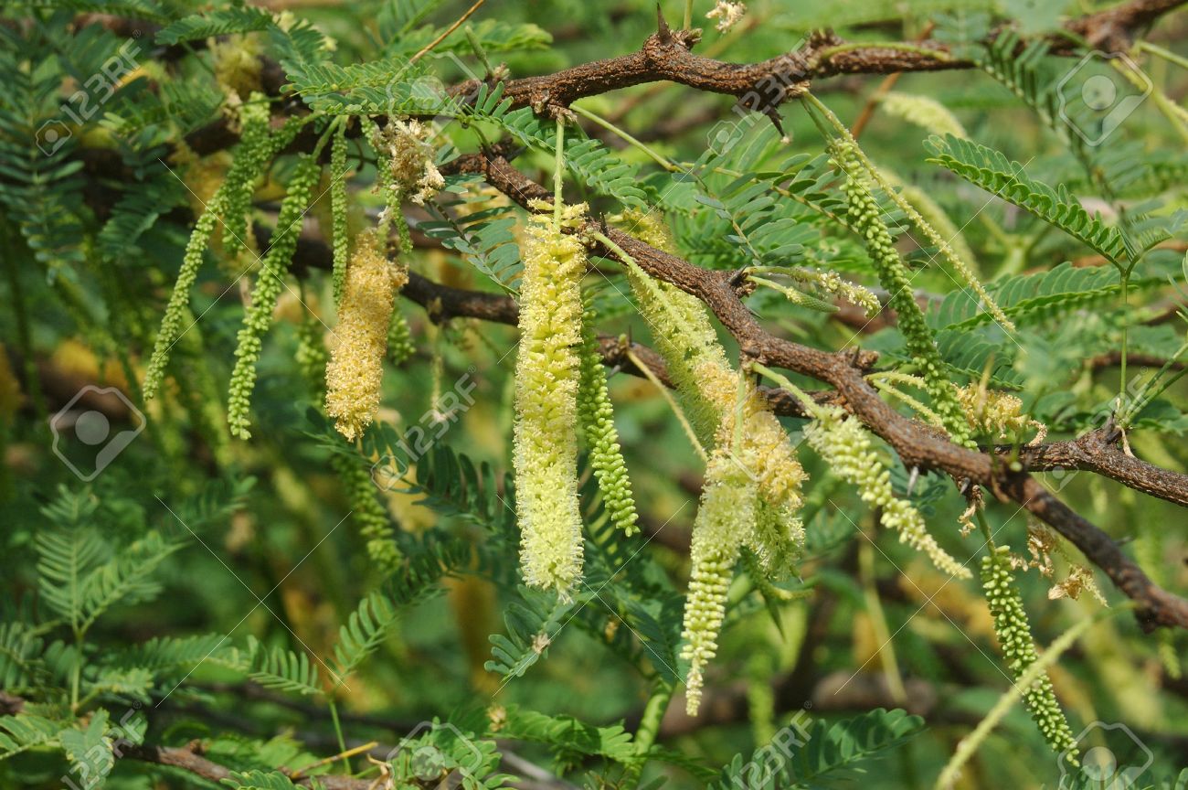 Prosopis juliflora