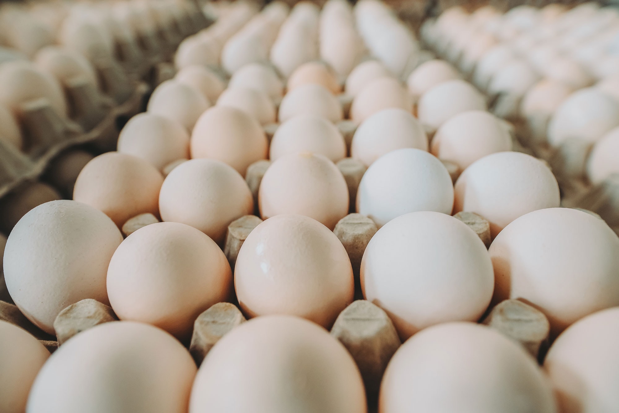 Global food production forecasts are optimistic, with 1.7 trillion eggs produced