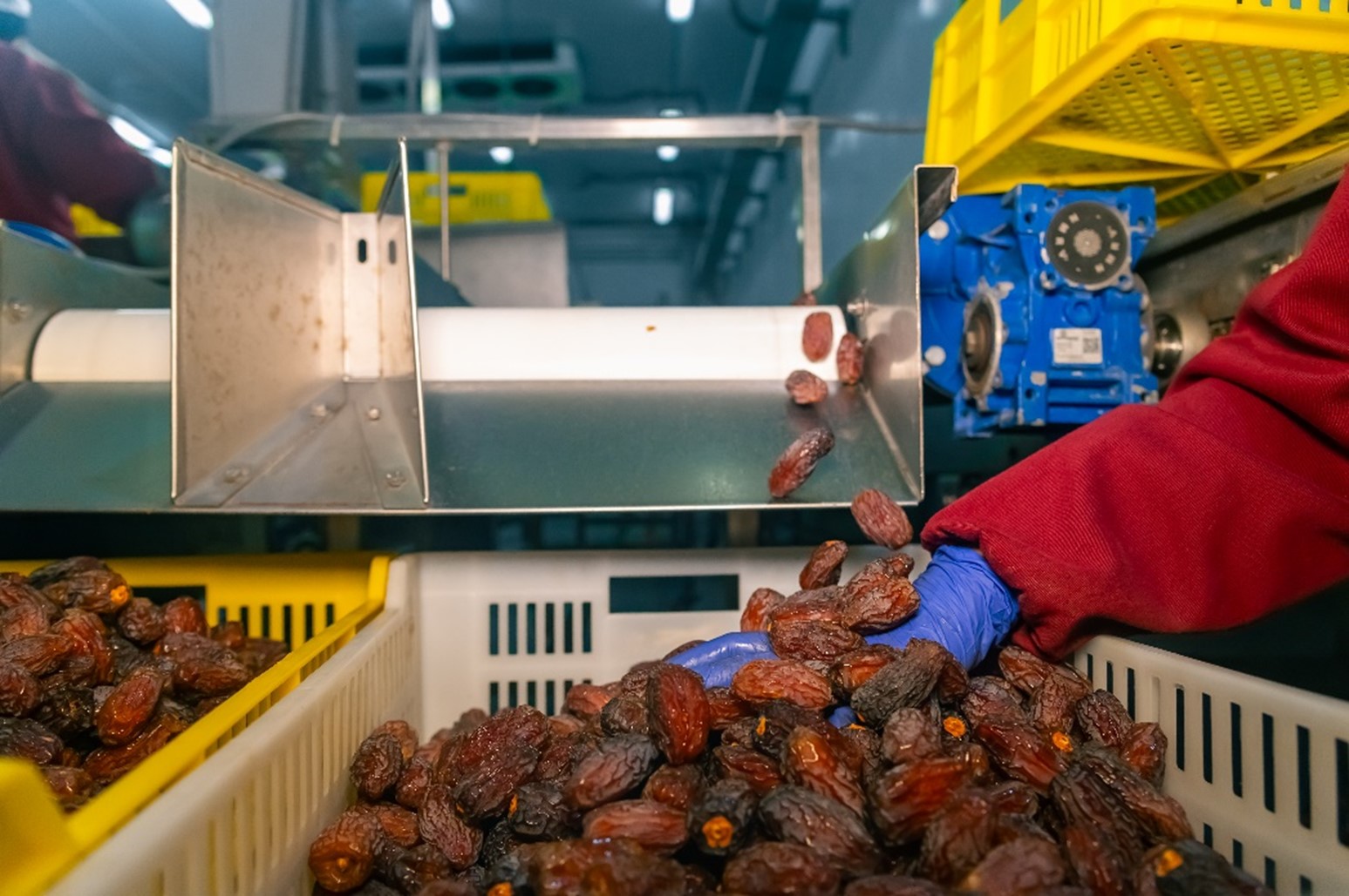 Egyptian date industry