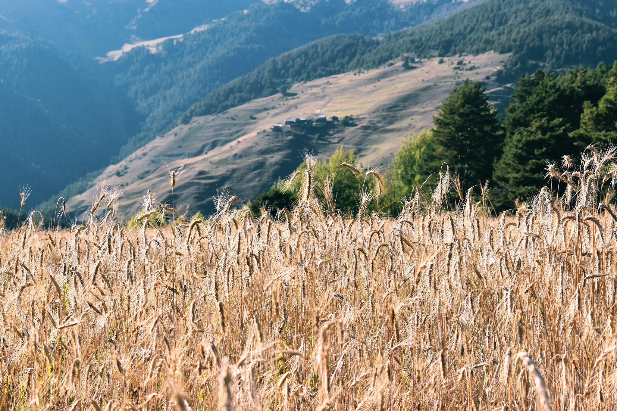 Georgian traditional wheat