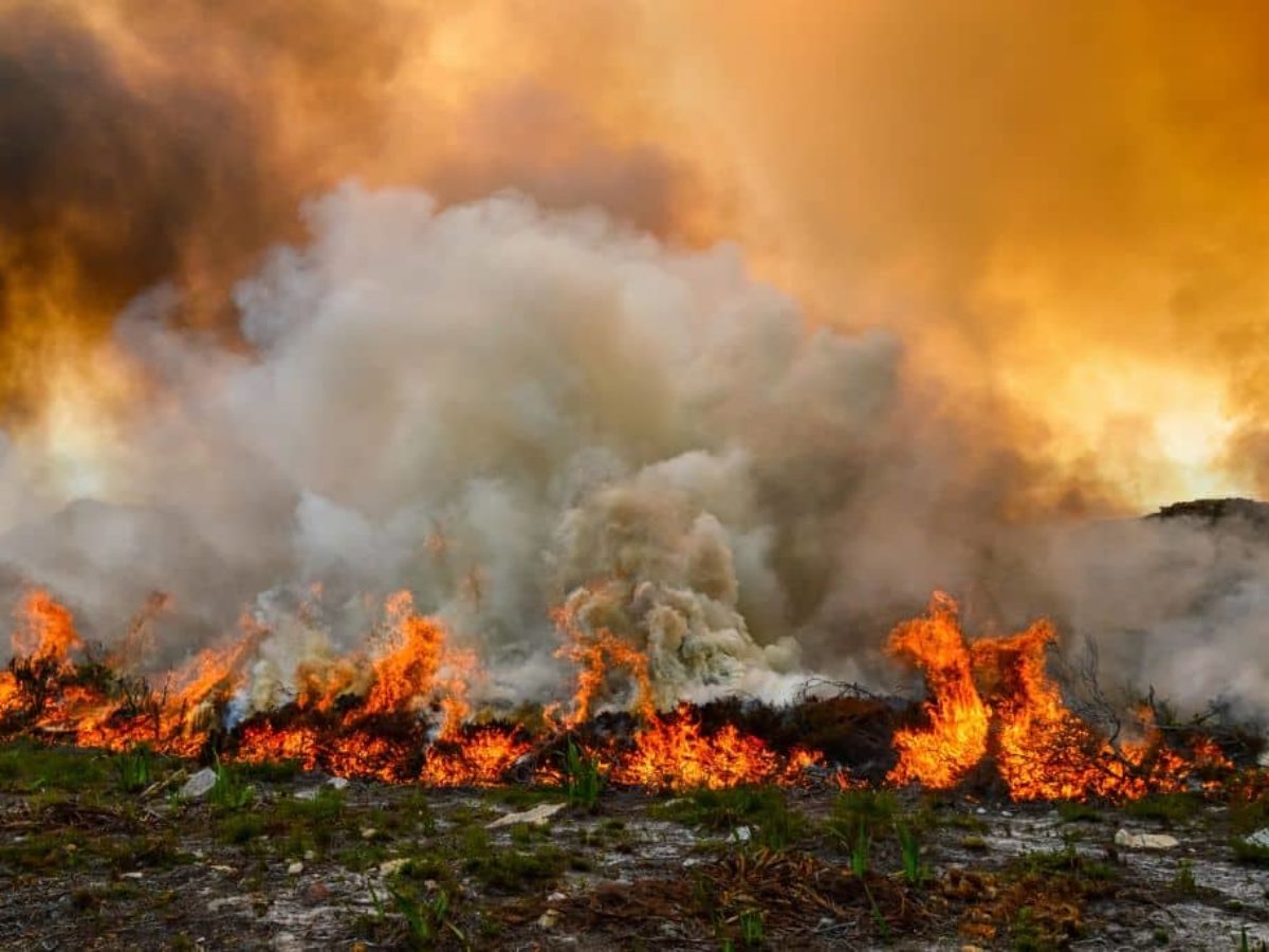 Africa accounts for 85% of all wildfires exposures