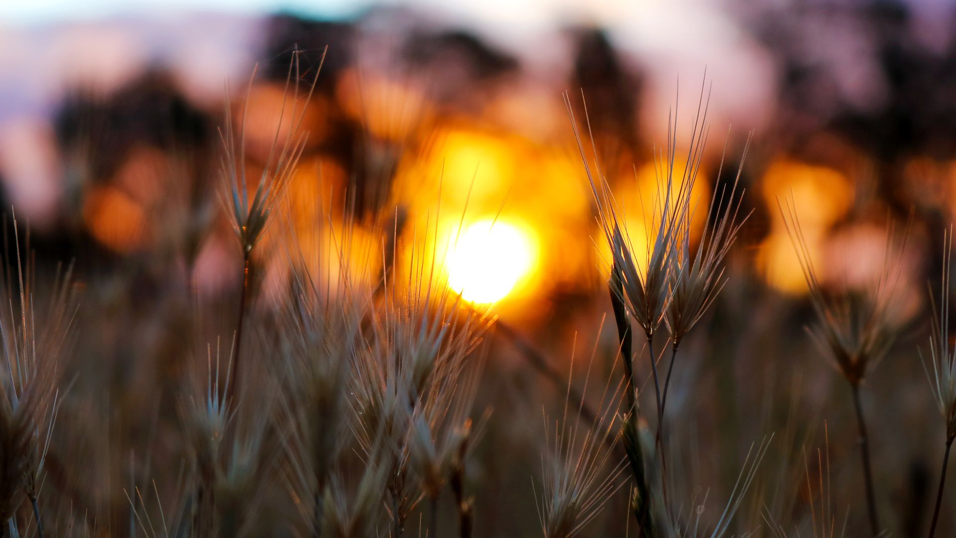 Australian food supply in a warmer climate - Photo - CSU News.jpeg