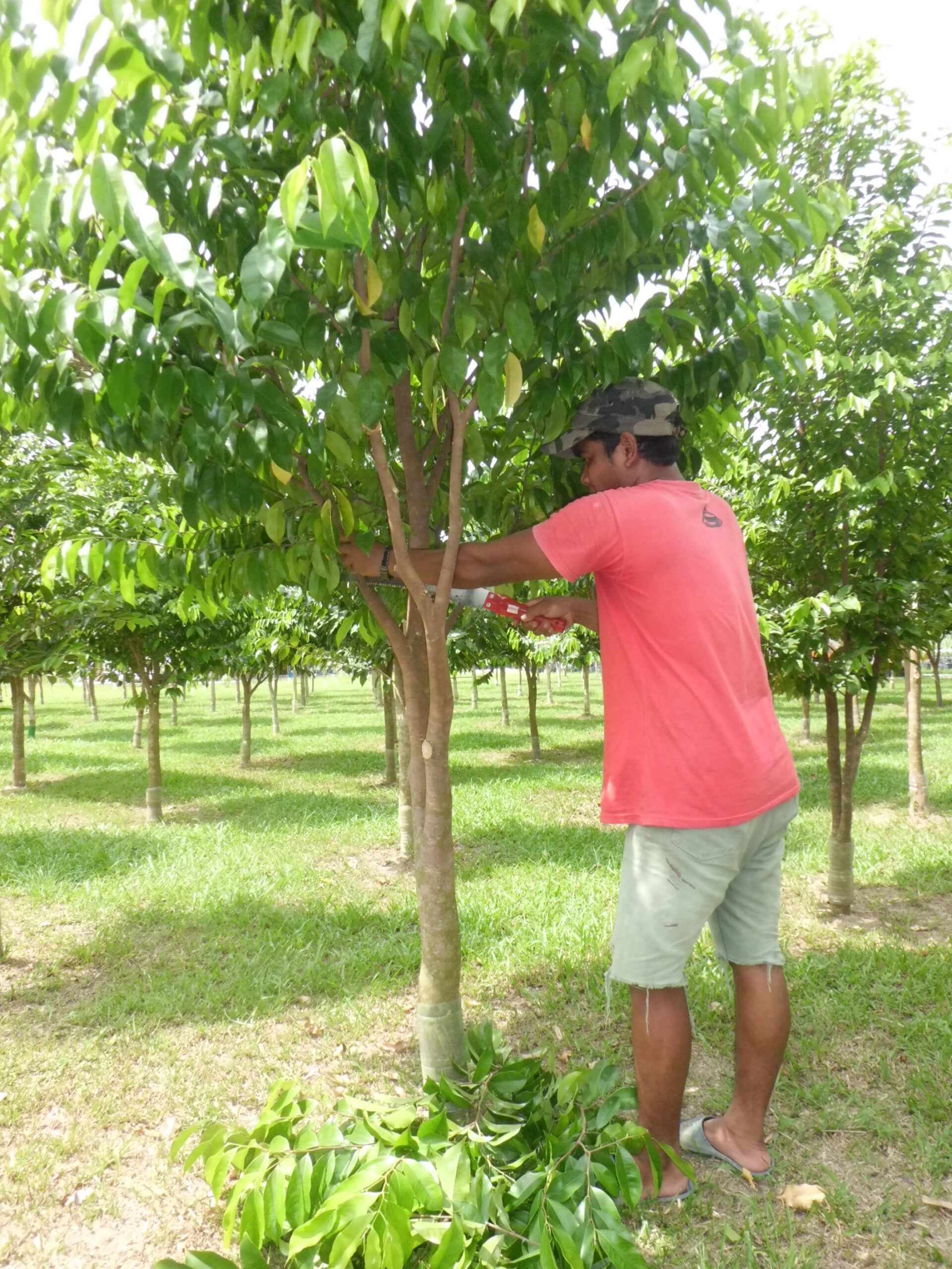 Chinese pruning methods mad the trees shorter