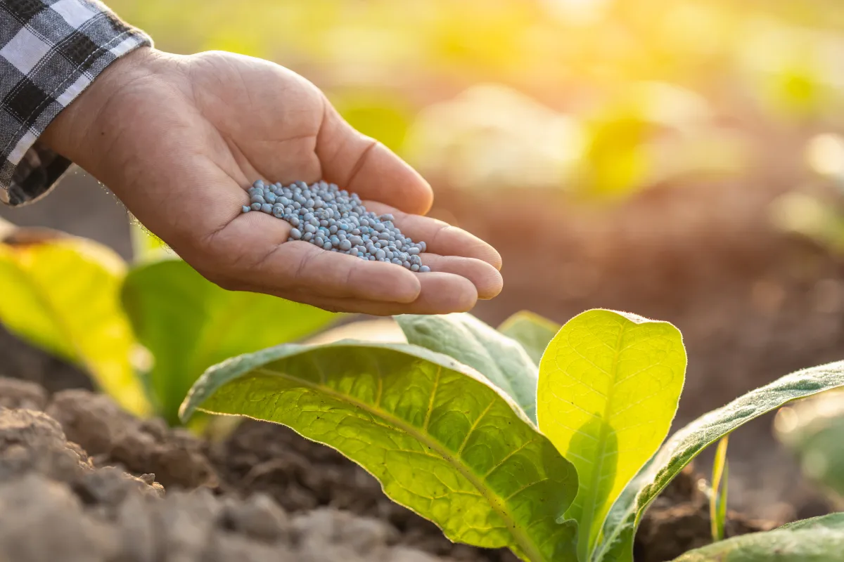 nitrogen fertilizer prices rising
