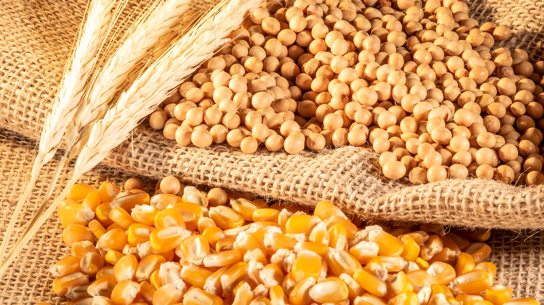 protein level of the world's four major food crops would decrease