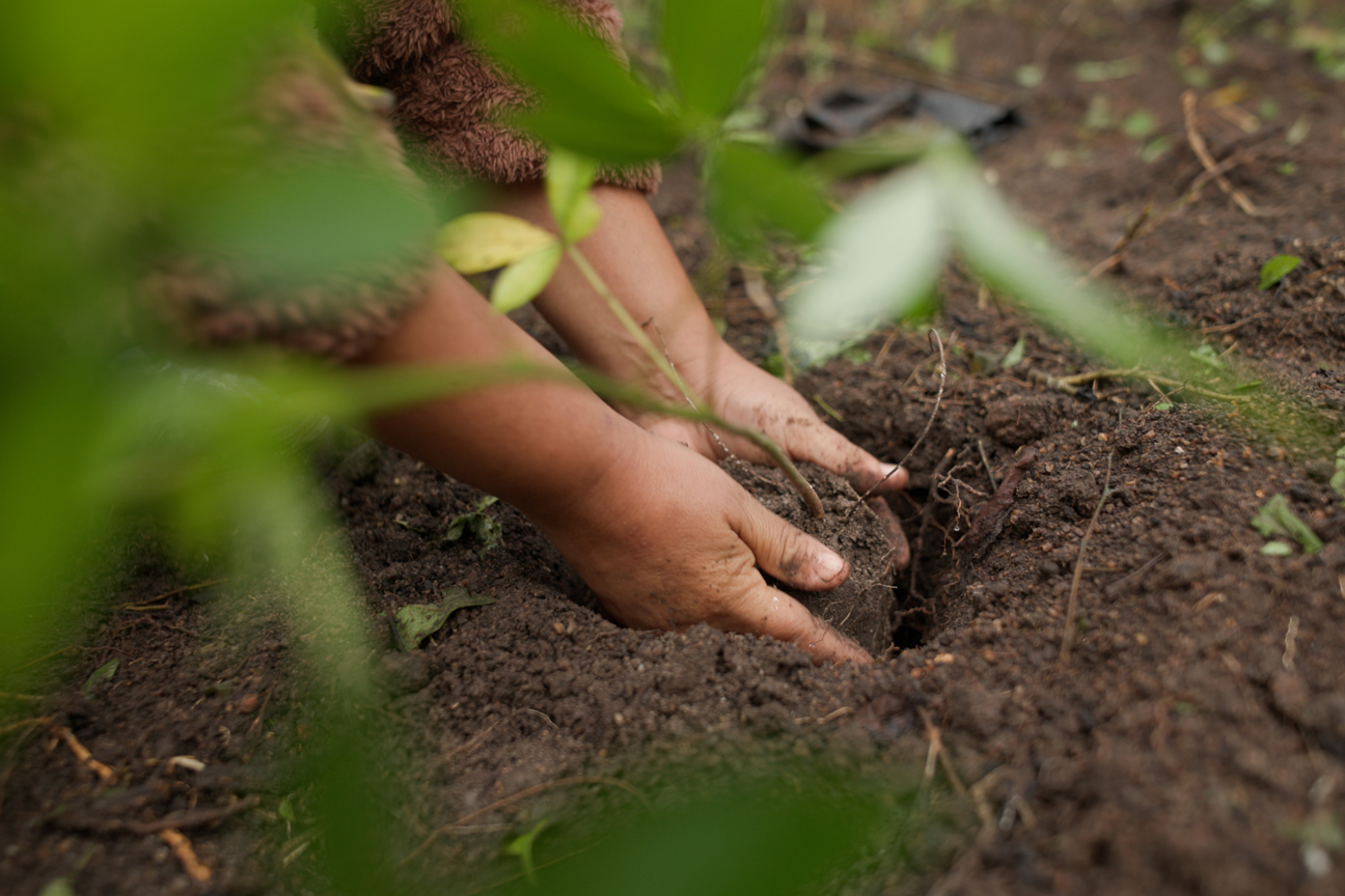 Restoring Brazil's forests by seedlings
