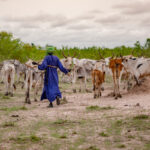 2026 declared as a year of rangelands and pastoralists