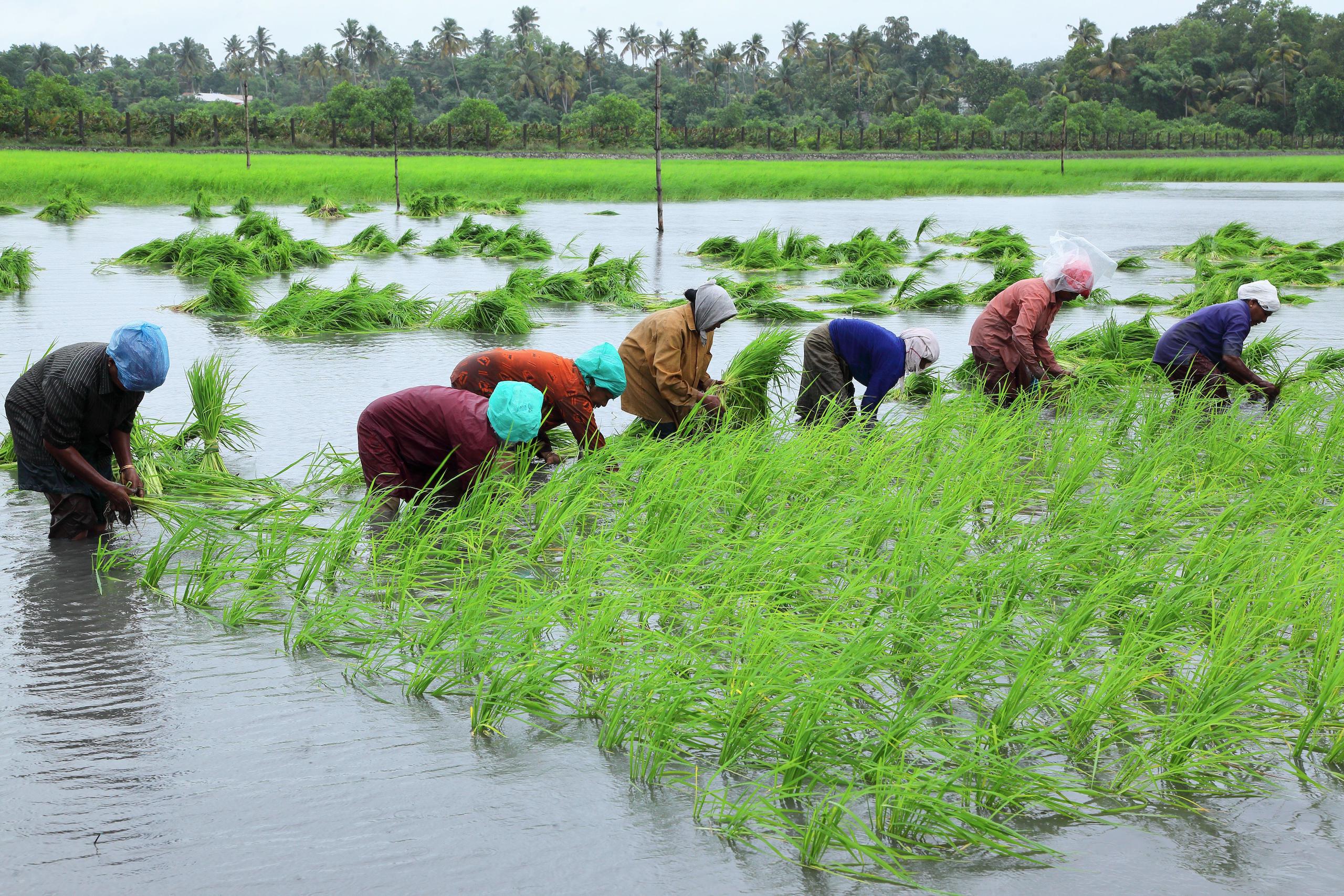 Mars supports sustainable rice farming